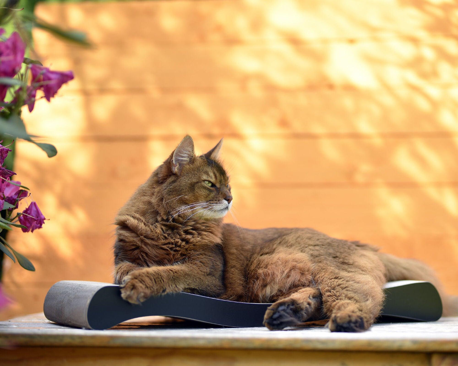 Ola, un griffoir vague pour chat à la forme ergonomique noir - kasibe