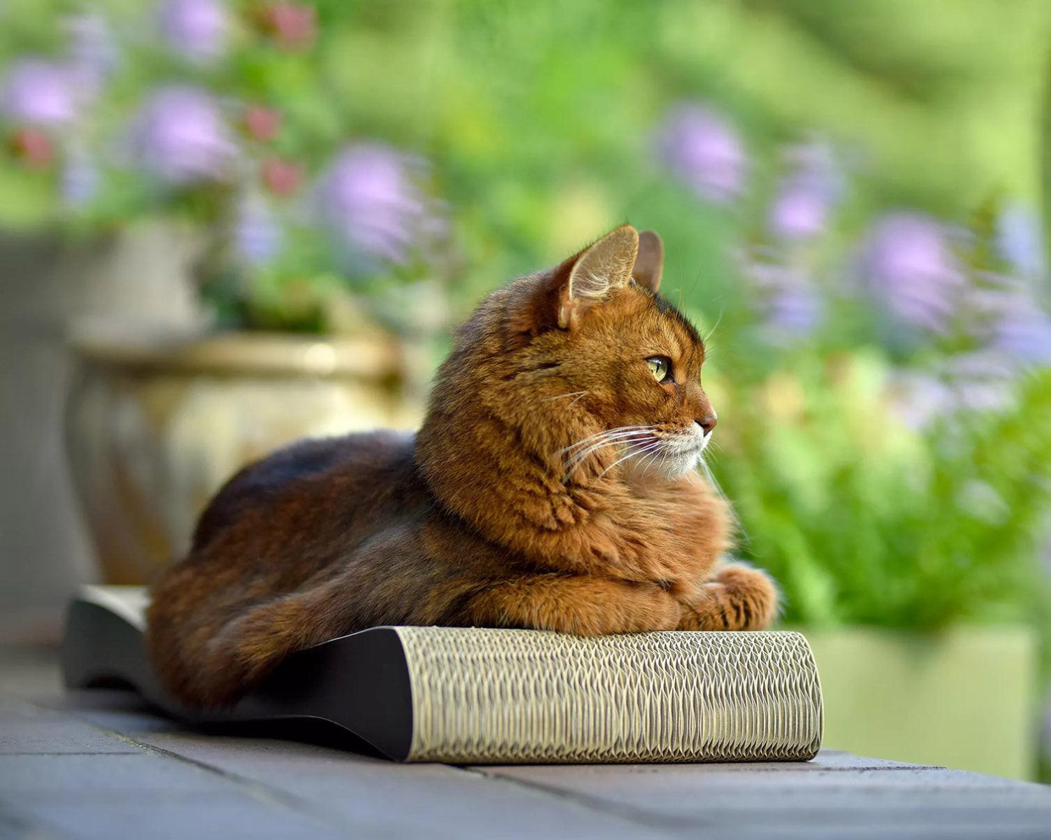 Ola, un griffoir vague pour chat à la forme ergonomique noir - kasibe