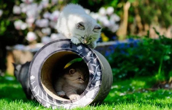 Tunnel griffoir original pour chat en carton grâce à sa forme en tube - kasibe