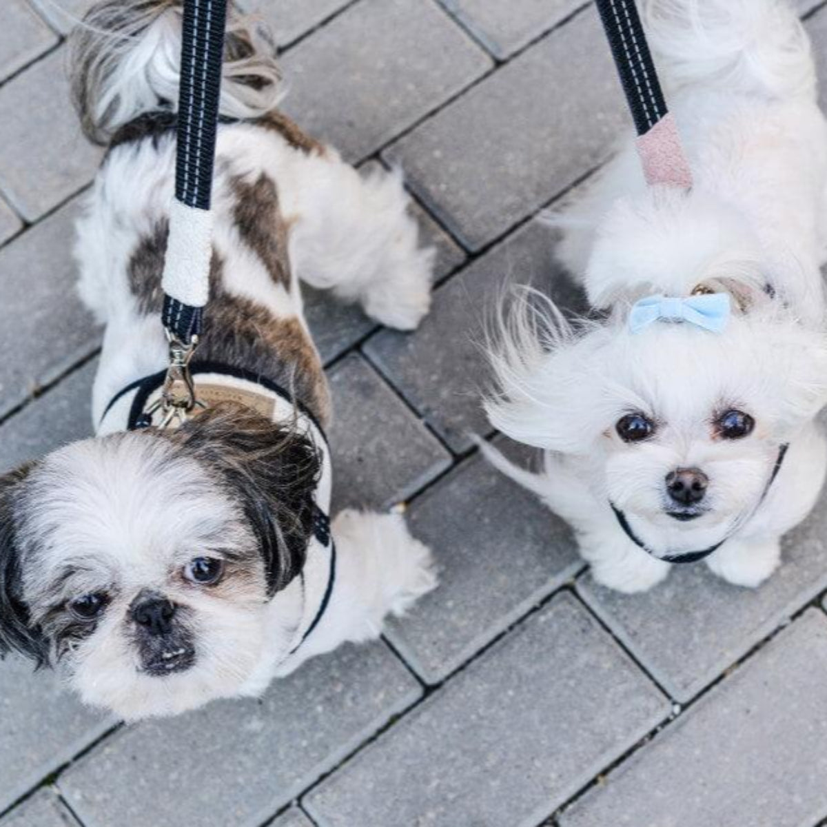 Harnais pour petit ou grand chien - SOHO - Kasibe