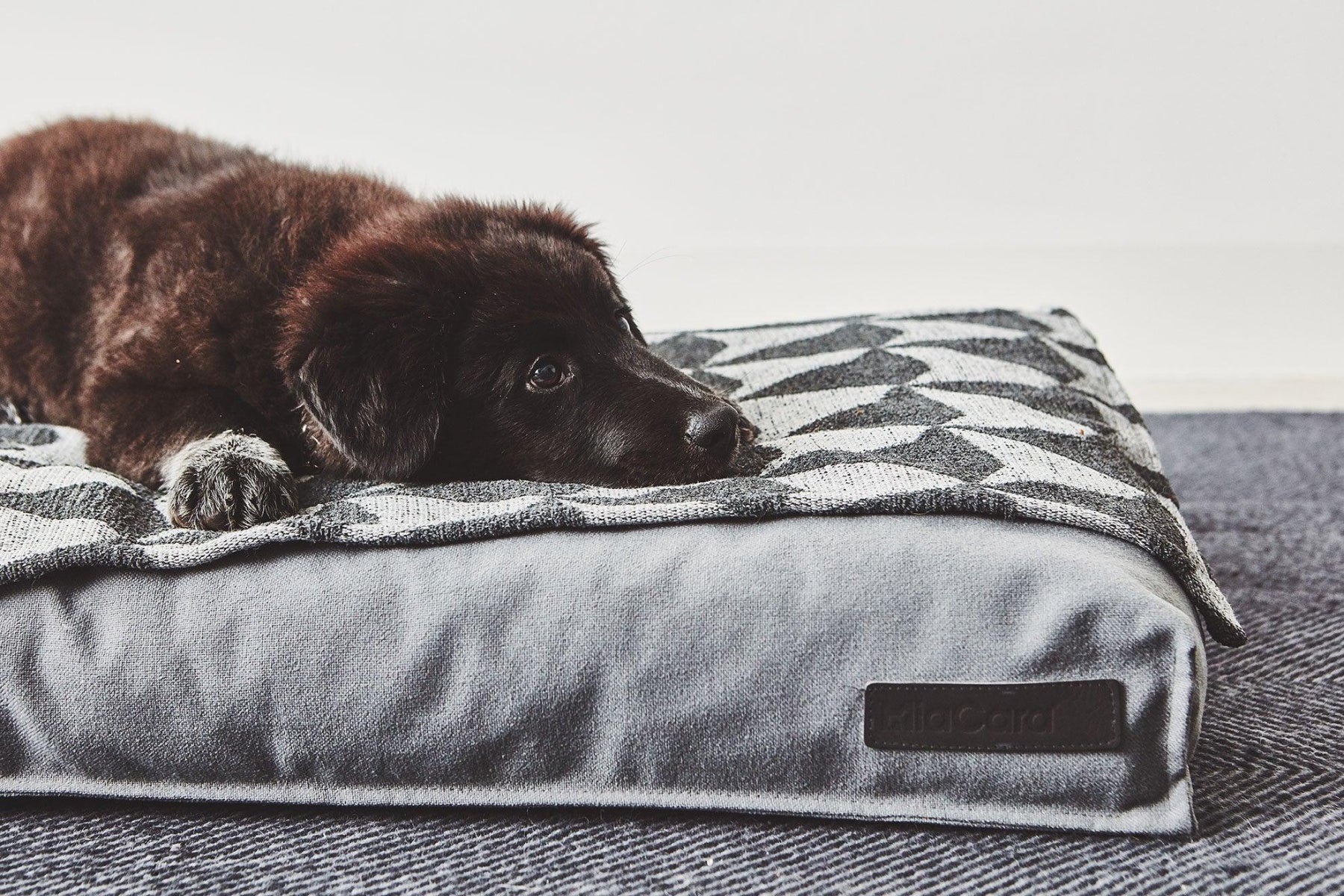 Housse coussin pour chien lessivable - STELLA - Kasibe