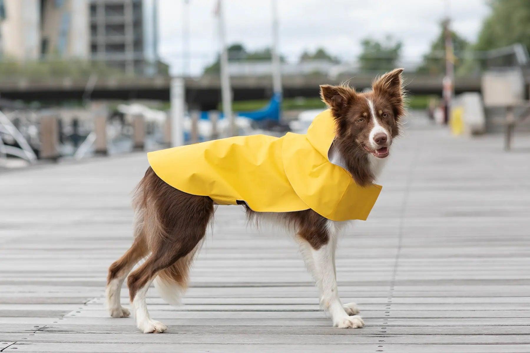 Manteau imperméable pour chien Storm - kasibe