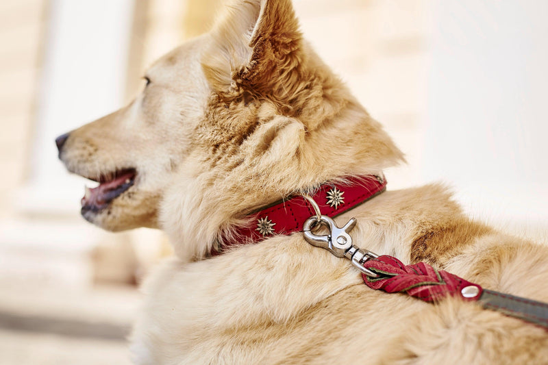 Swiss, un collier pour chien en cuir décoré d'incrustations métal - Kasibe