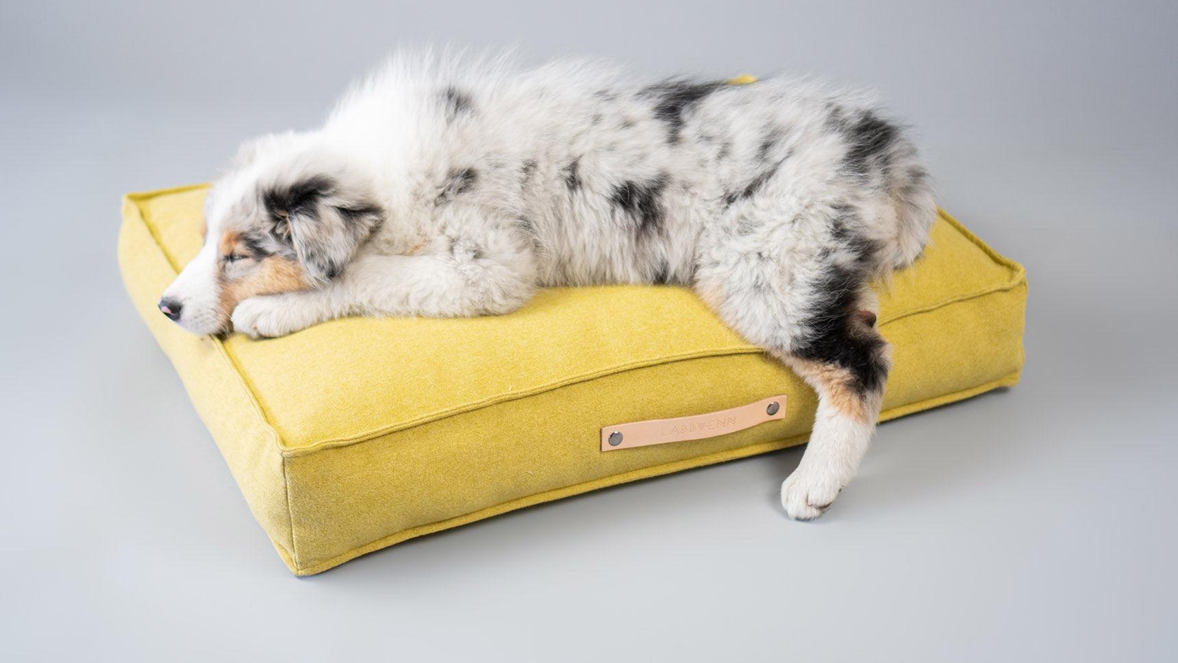 kaisbe chien allongé sur Coussin rectangulaire confortable et spacieux  Movik labbvenn