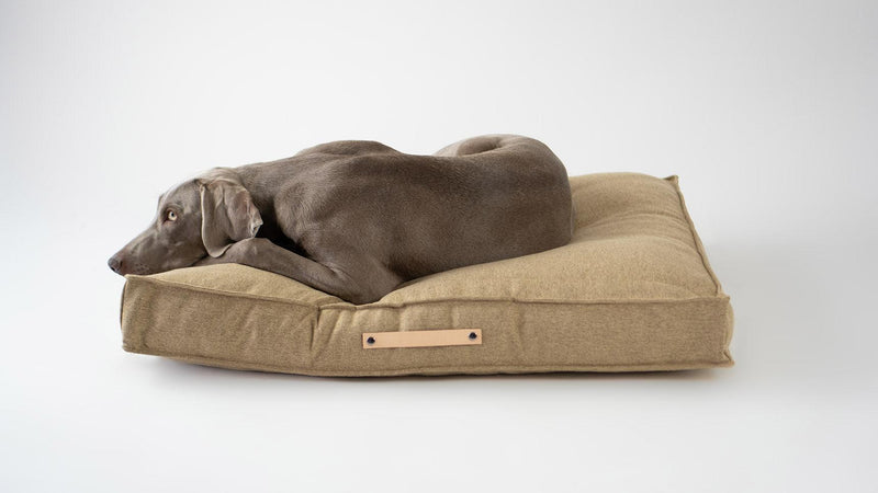 kaisbe chien allongé sur Coussin rectangulaire confortable et spacieux  Movik marron labbvenn