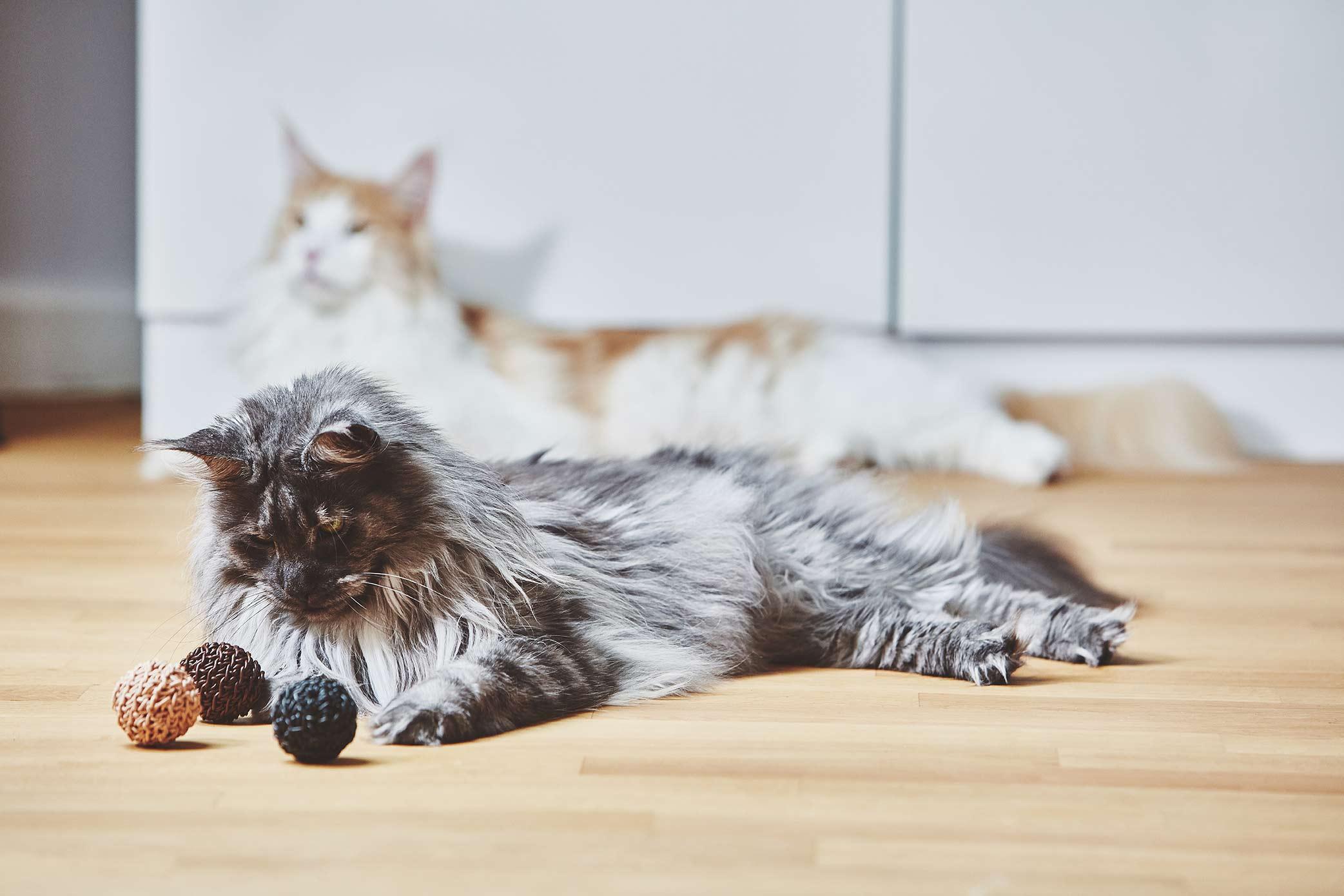 kasibe chat joue avec Jouet naturel pour chat - Balle en cuir et liège Filo miacara