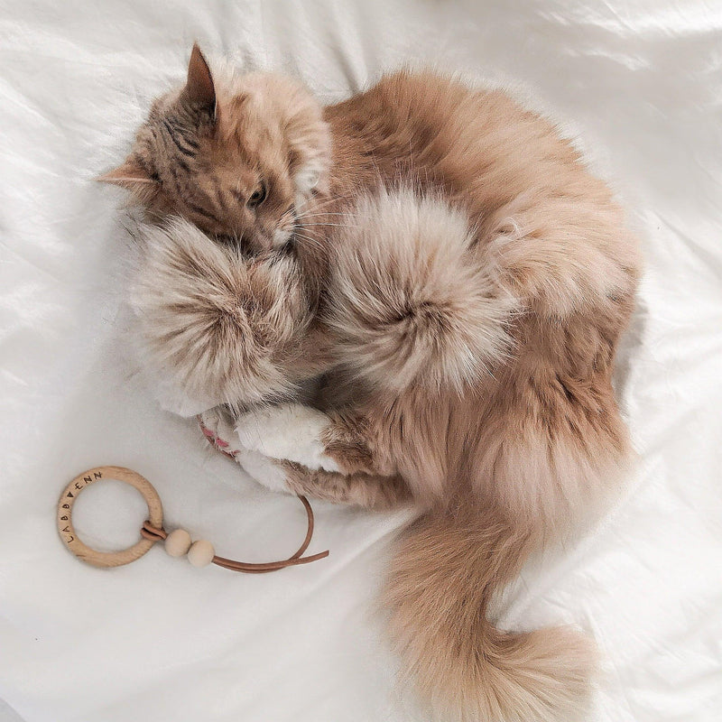 kasibe  chat joue avec jouet en fourrure marron design et raffiné tollo labbvenn