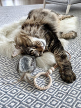 kasibe  chat joue avec jouet en fausse fourrure et plume musse labbvenn