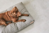 kasibe chien allongé sur coussin pour chien Mare, une conception innovante en fibre Seaqual Miacara