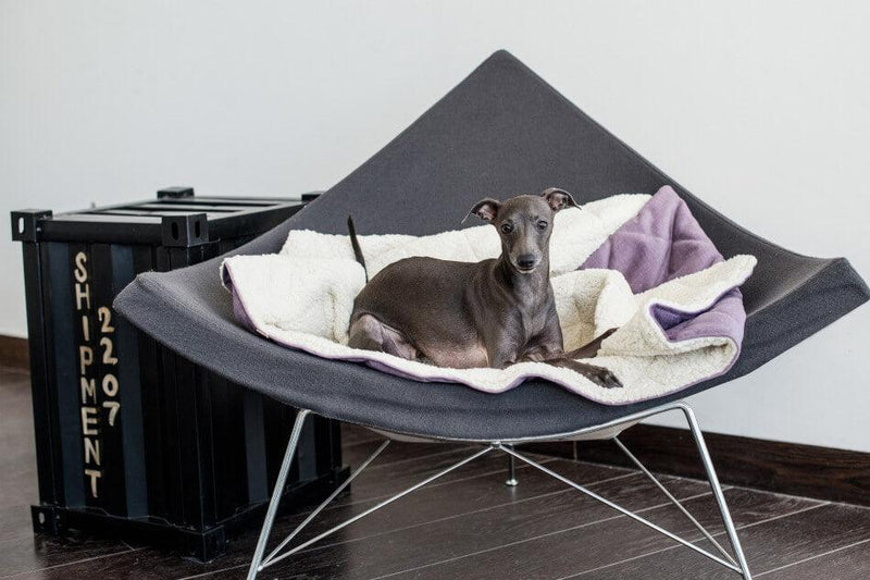 kasibe chien allongé sur couverture gigoteuse lilas dreamy bowlandbone