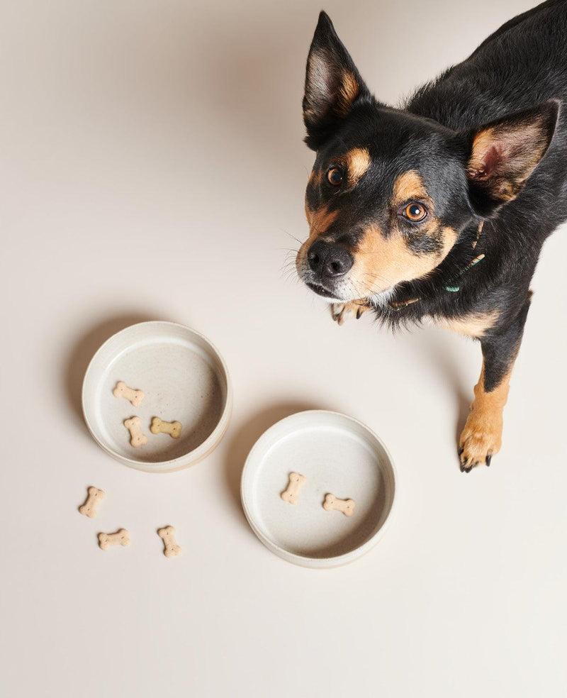 Gamelle pour chien en céramique, création artisanale kasibe pawness