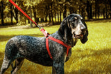 Laisse coordonnée au harnais Active pour chien léger et confortable - Kasibe