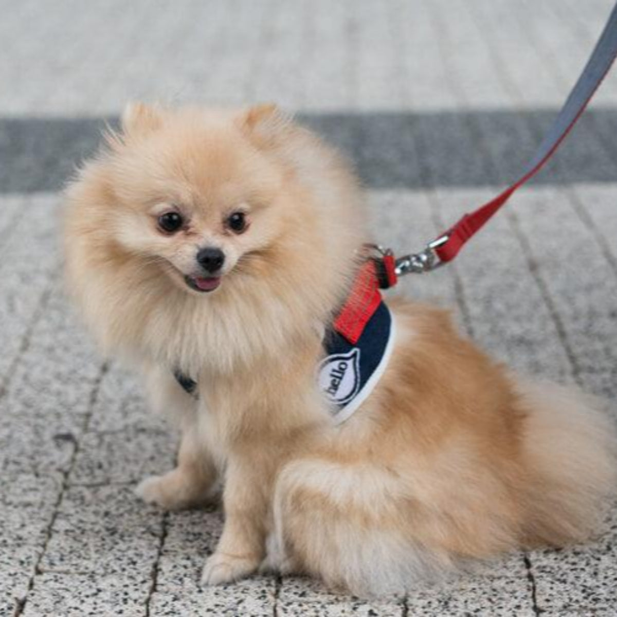 kasibe chien avec laisse rouge coordonnée au harnais denim bowlandbone