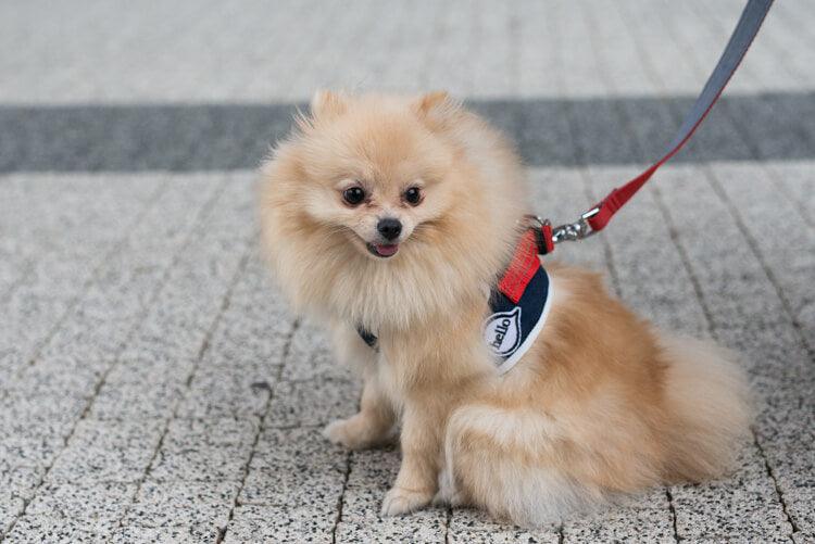 kasibe chien avec laisse rouge coordonnée au harnais denim bowlandbone