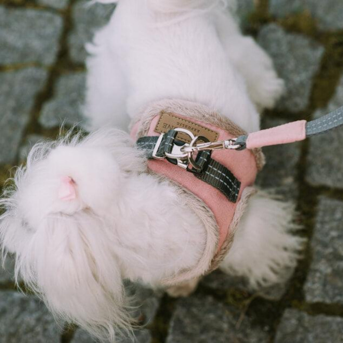 kasibe chien porte harnais yéti et laisse coordonnée rose bowlandbone