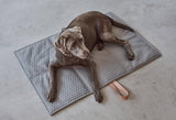 kasibe chien allongé sur Plaid de voyage imperméable et matelassé : nouveau Cosmo béton miacara