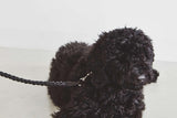 Très beau collier pour chien en cuir tressé à la main noir Bergamo - kasibe