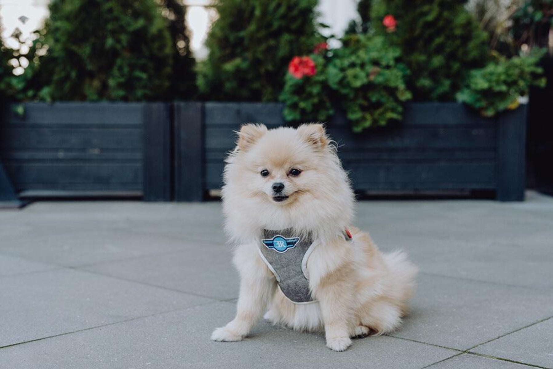 Harnais pour promener mon chien en toute sécurité : Denim - Kasibe