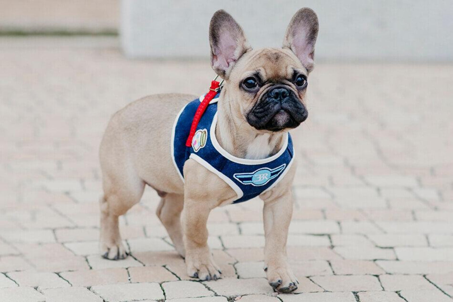 kasibe harnais pour chien denim et sa laisse coordonnées rouge pour promener son chien en toute sécurité bowl and bone