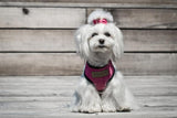 kasibe harnais pour chien candy en tissu et laisse coordonnée bowlandbone rose