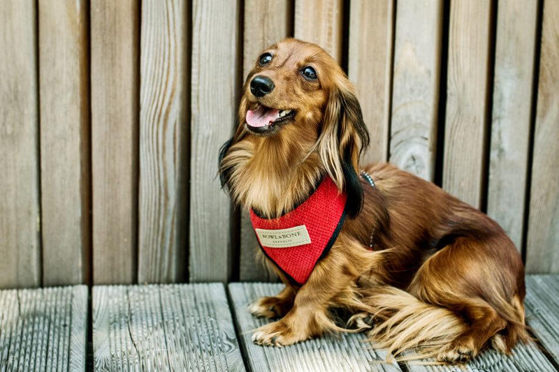 kasibe harnais pour chien candy en tissu et laisse coordonnée bowlandbone rouge
