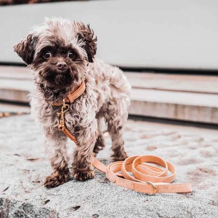 kasibe Small City daim : une petite laisse pour les petits chiens corail william walker