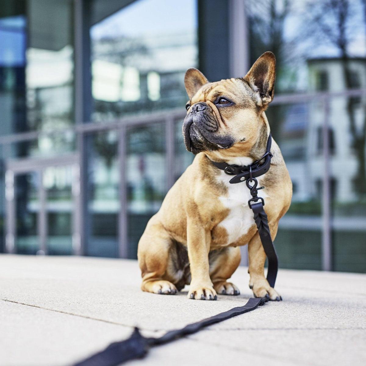 Laisse basique pour chien - GIRO - Kasibe