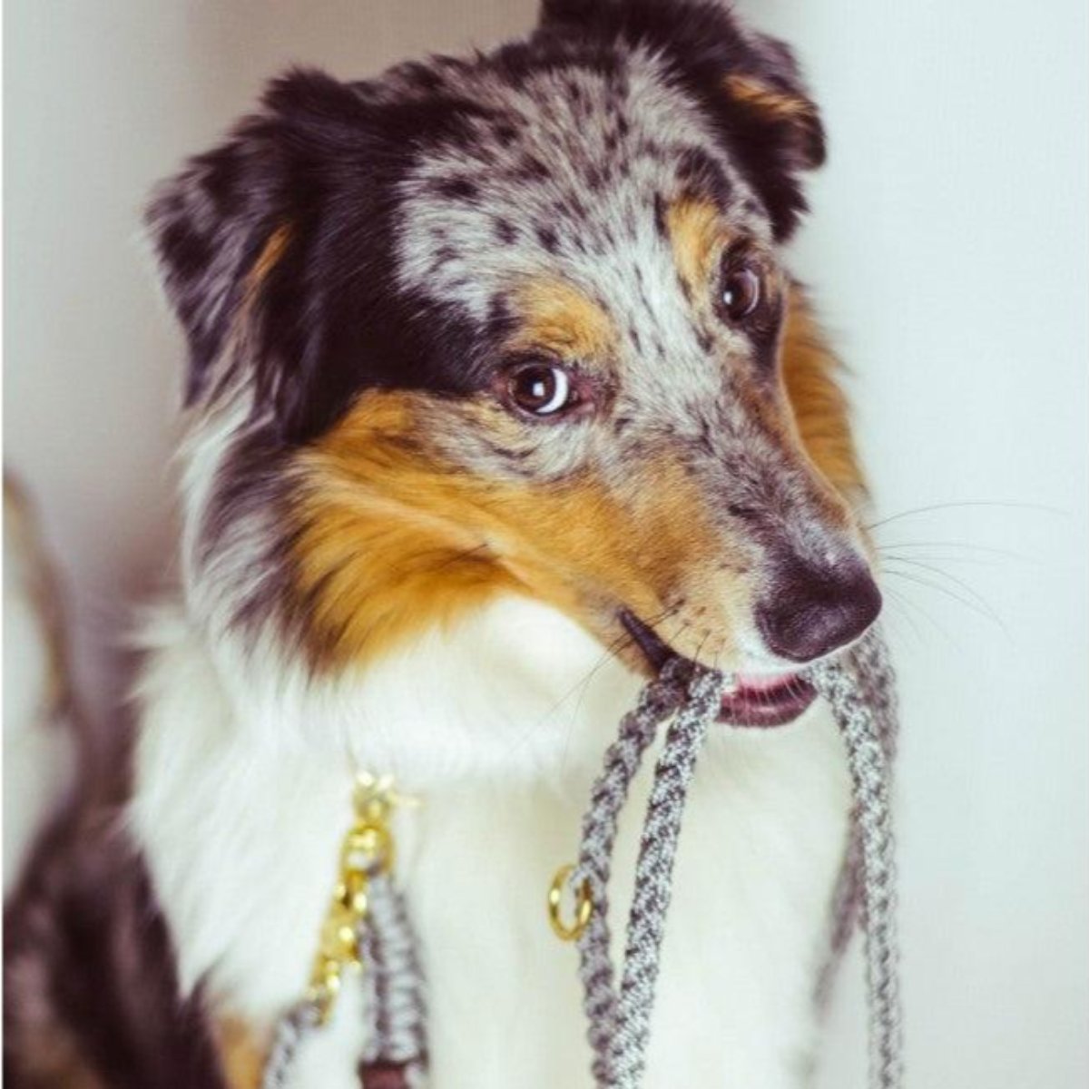 laisse en corde pour chien grise - kasibe