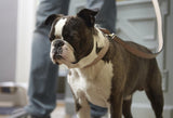 Laisse élégante & design pour chien en cuir saffiano Torino kasibe miacara