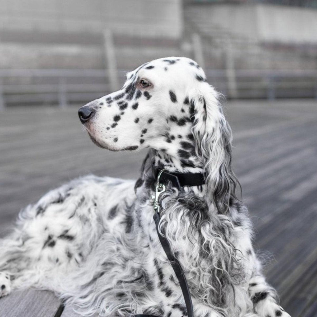 Laisse élégante pour chien - LUSSA - Kasibe