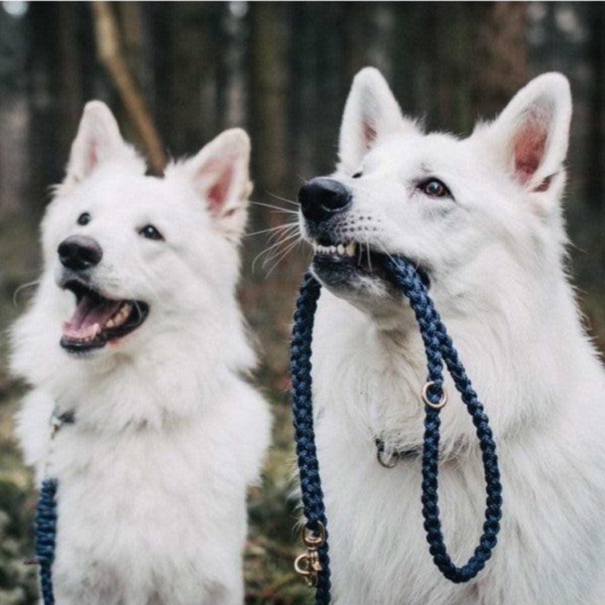 Laisse en corde pour chien - MARITIME - Kasibe