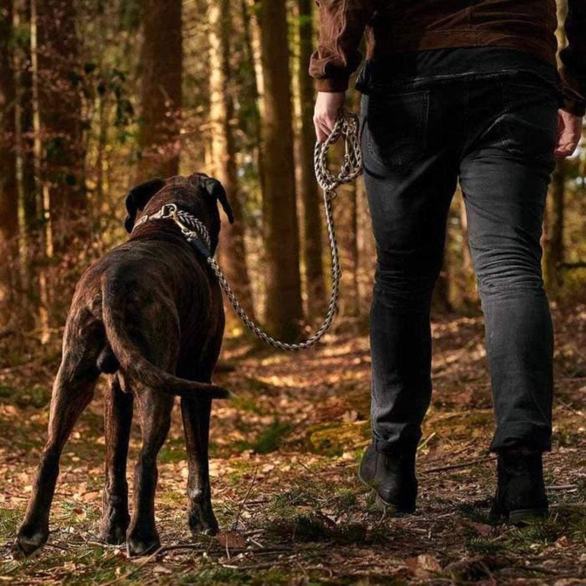 Laisse pour chien en paracorde très robuste aux accents nordiques - kasibe