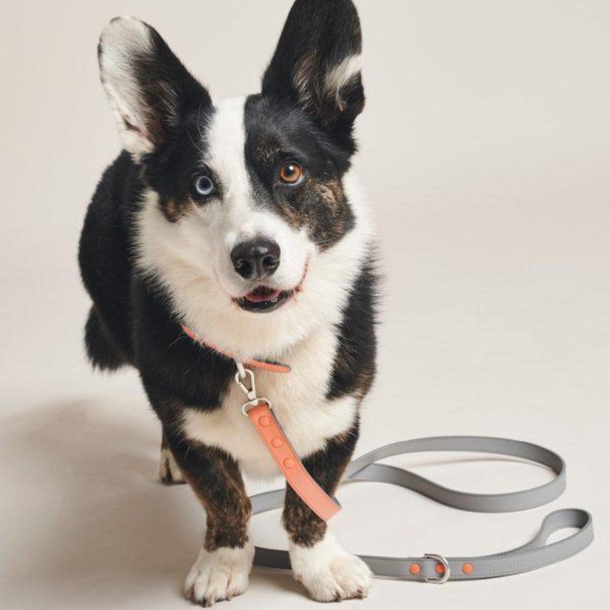 Laisse pour chien vegan avec coloris double - Kasibe