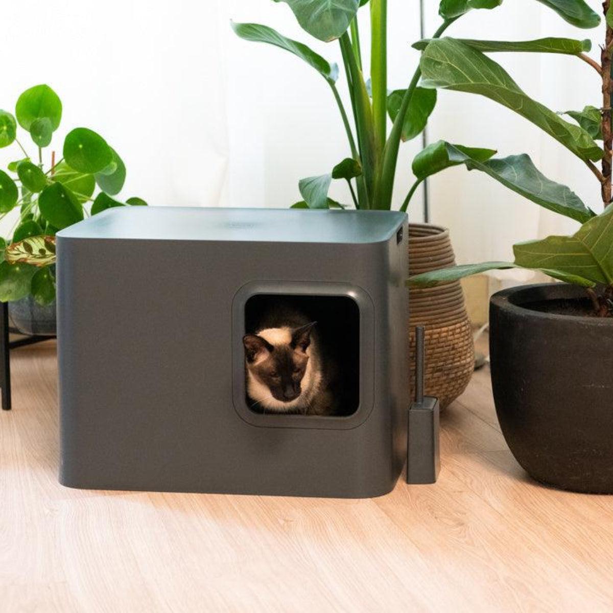Litière Hoopo pour chat design - LE DOME - Kasibe