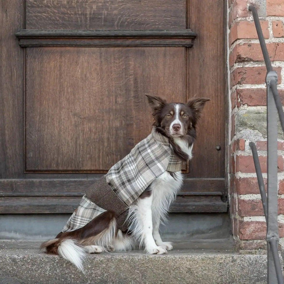 Manteau élégant pour chien en tweed Leaf marron - kasibe