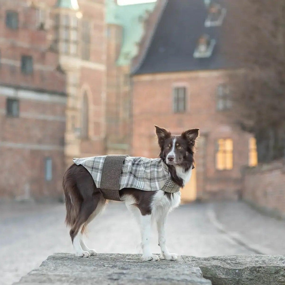 Manteau élégant pour chien en tweed Leaf marron - kasibe