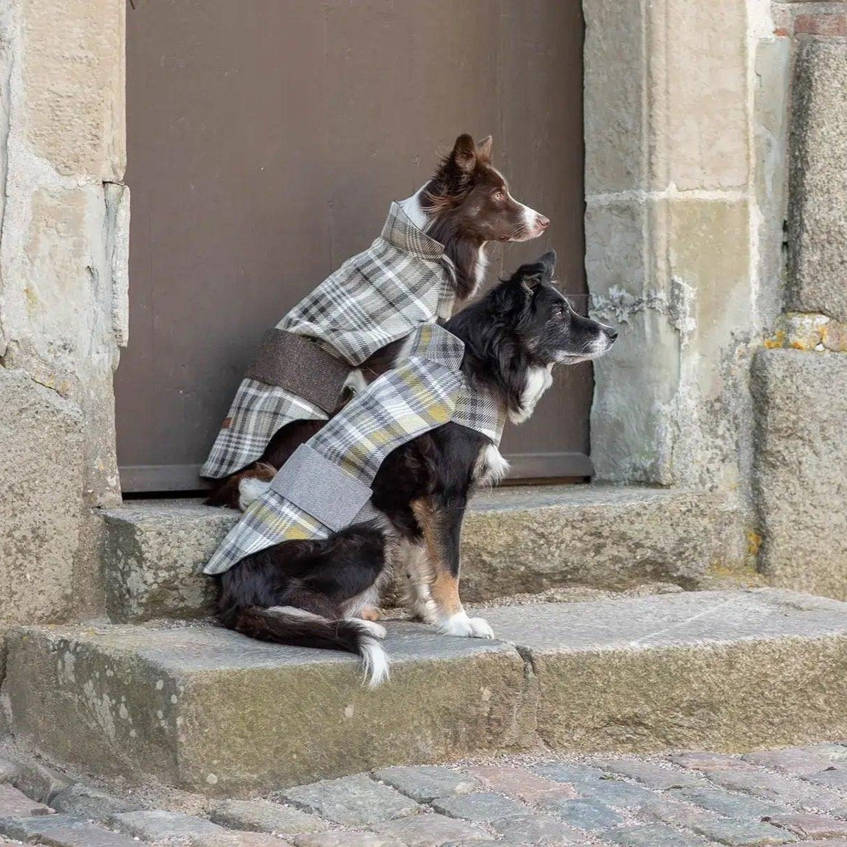 manteau chic pour chien - kasibe