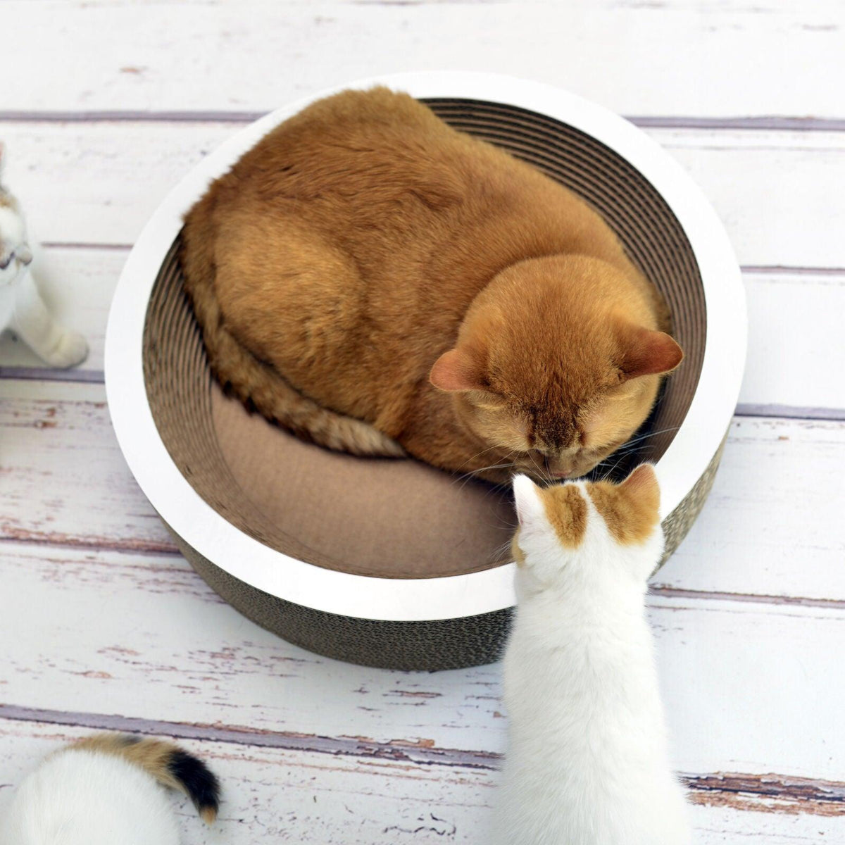 Panier en carton pour chat - COUPE CORBEILLE - Kasibe