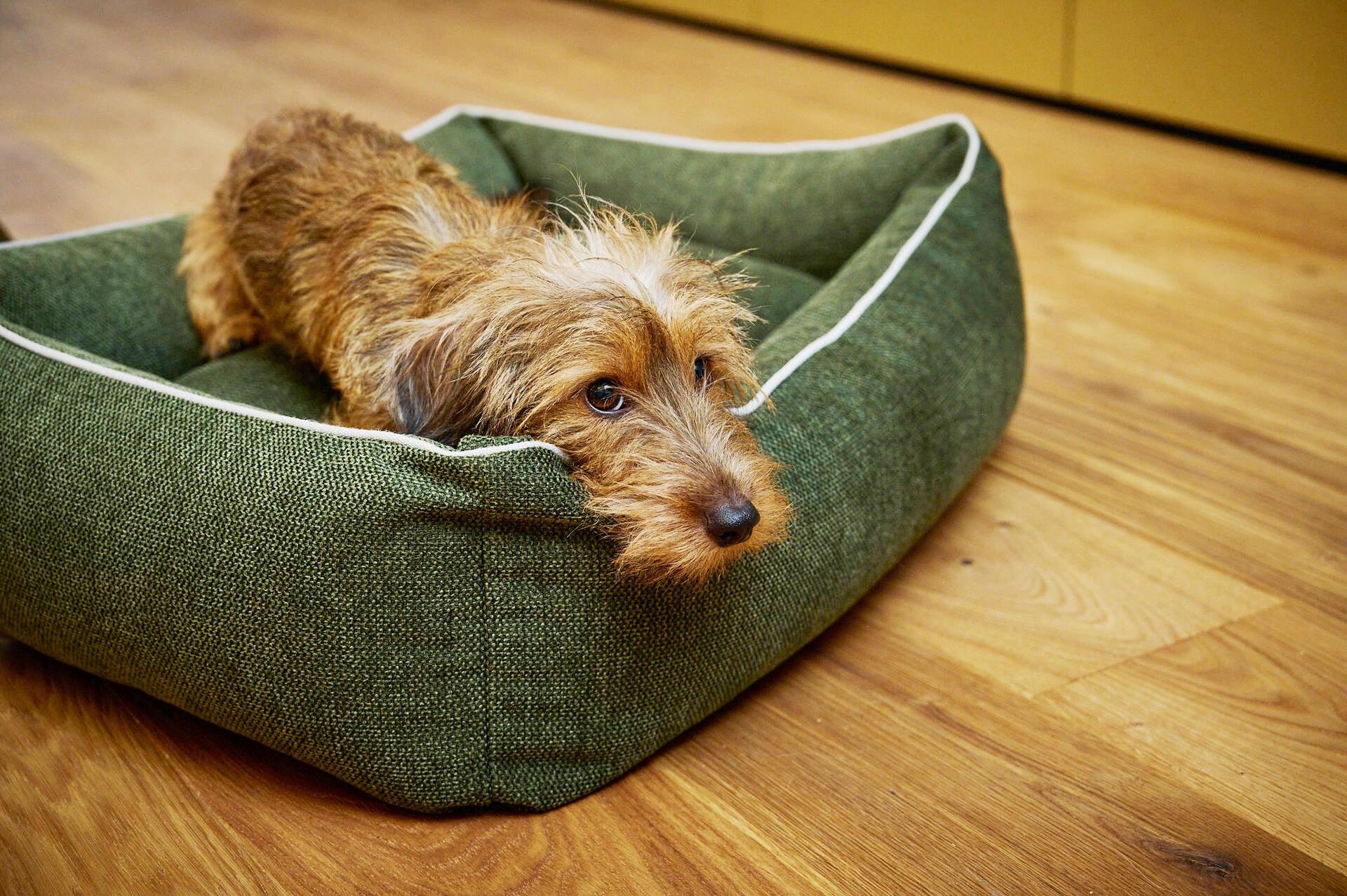 Panier pour chien écologique - ECO - Kasibe