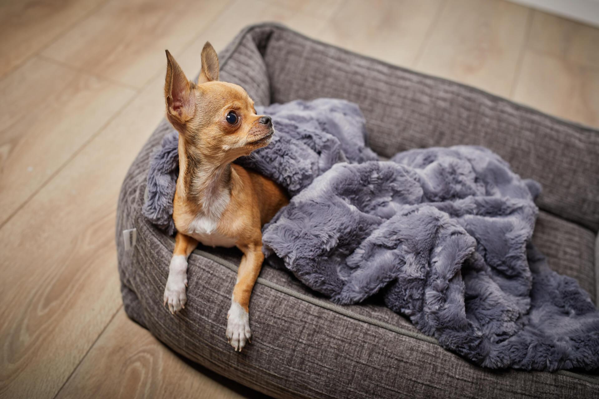 Panier pour chien résistant - NOVA - Kasibe