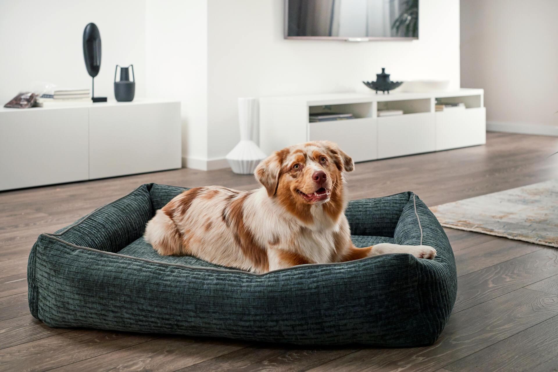Panier pour chien résistant - NOVA - Kasibe