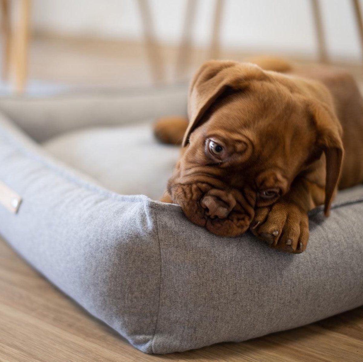 Panier rectangulaire confortable et spacieux pour chien Movik - kasibe