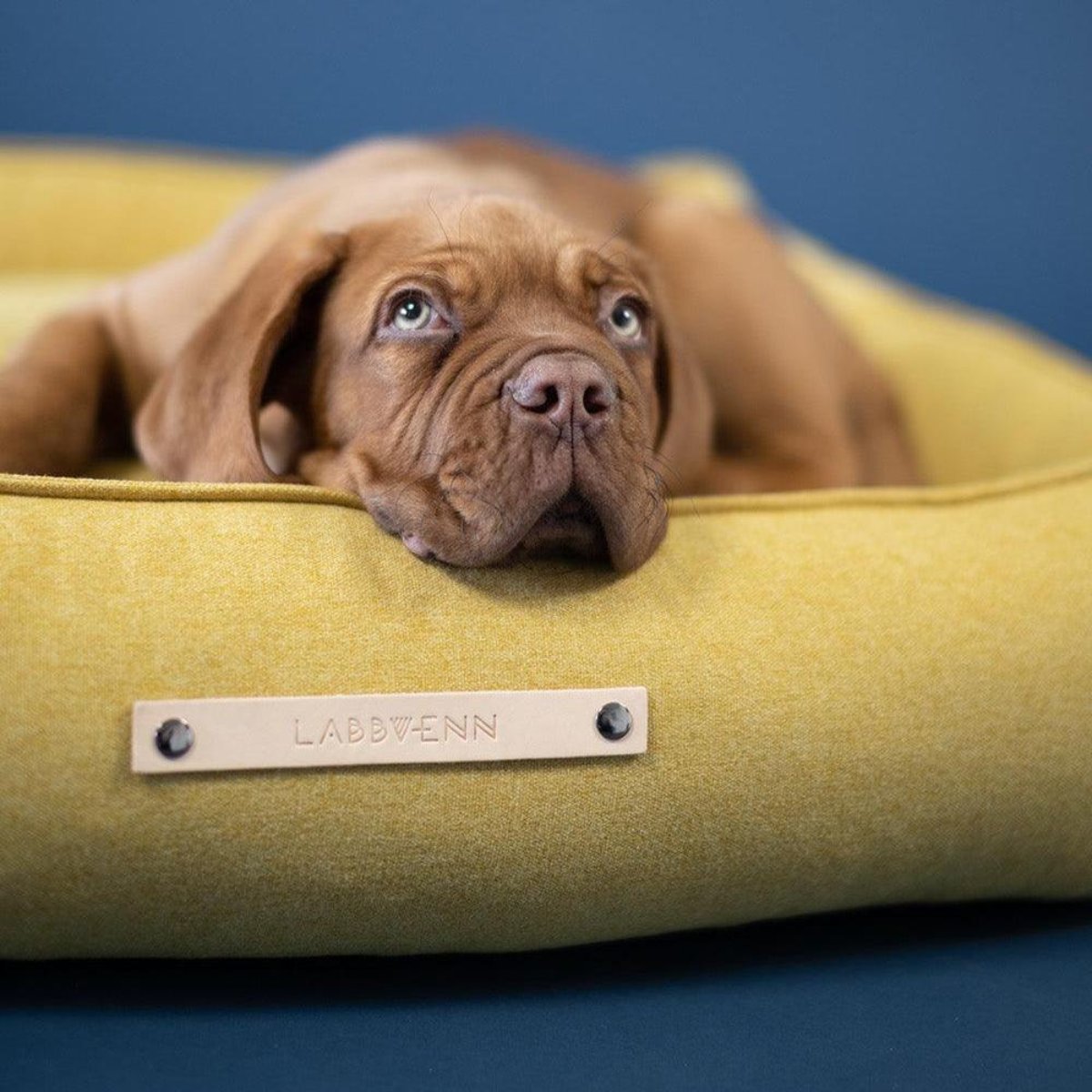 panier rectangulaire pour chien jaune - kasibe