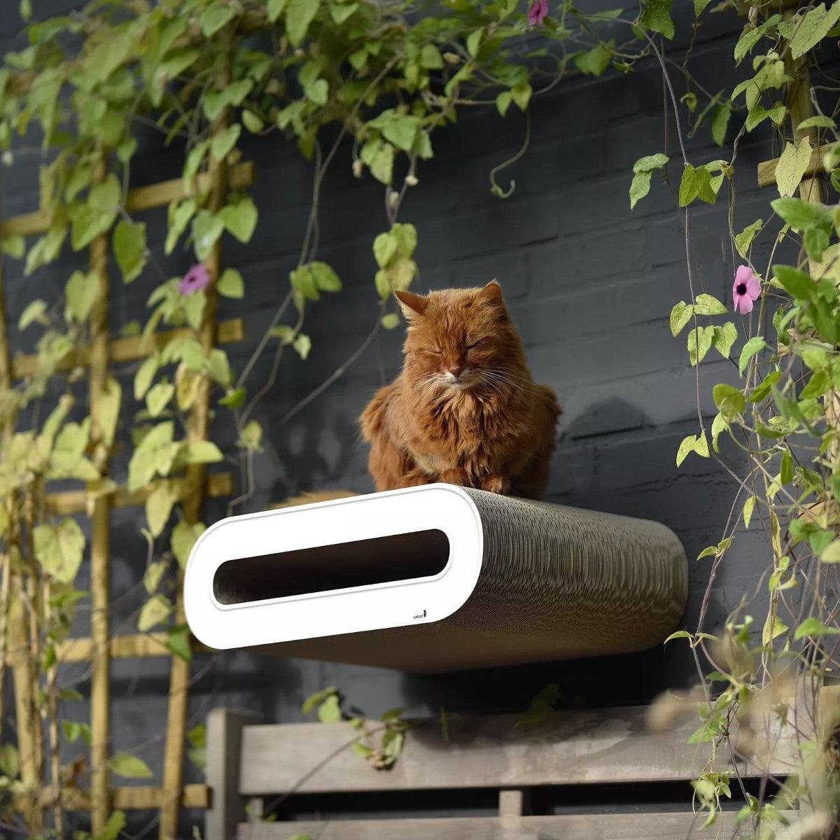 Perchoir pour chat - SET DE 2 GRIFFOIRS MURAUX - Kasibe