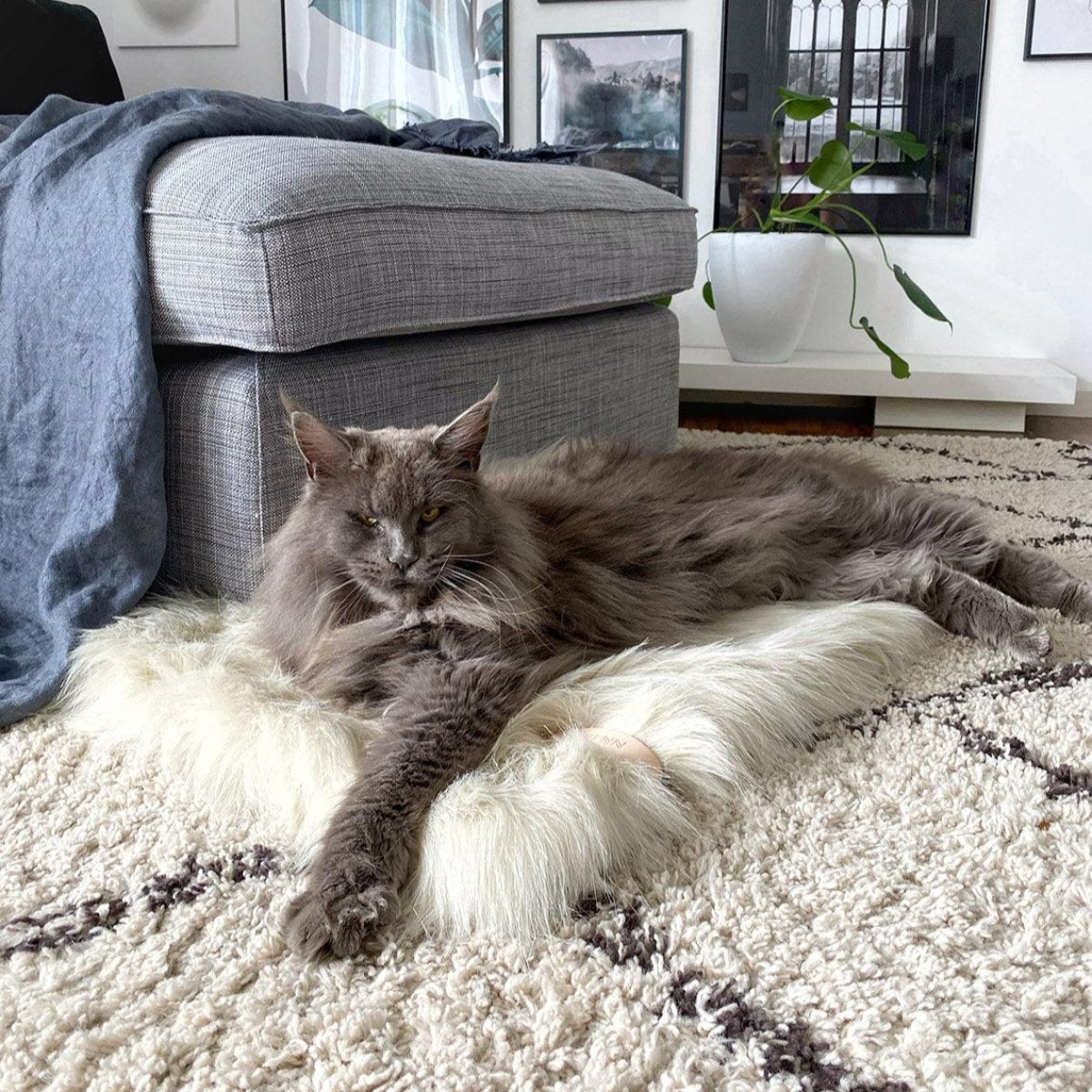 Plaid en fourrure pour chien & chat - FORA - Kasibe