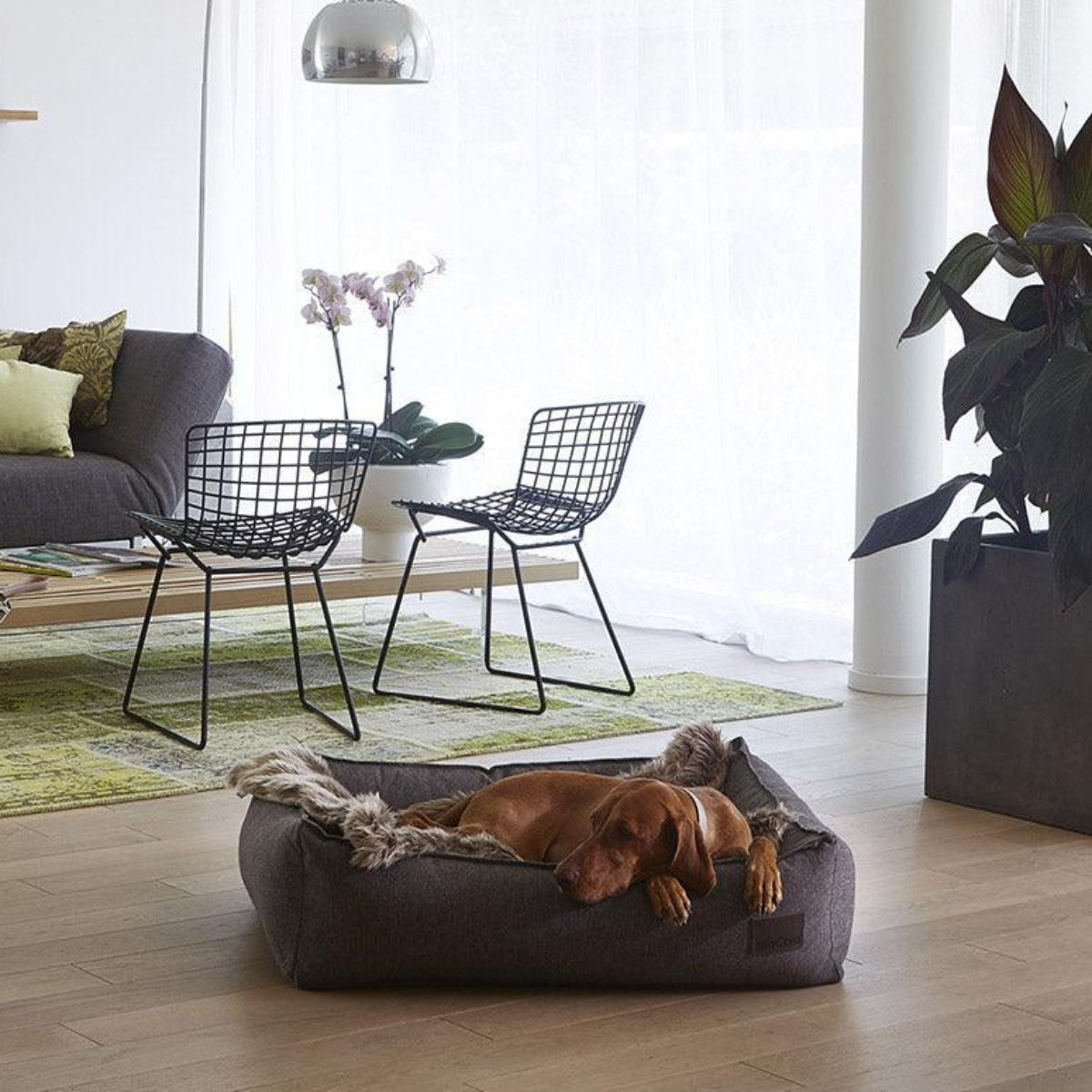 Une touche déco avec ce plaid en fourrure pour chien Lana - kasibe