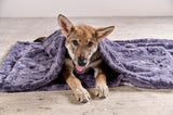 Une protection de canapé pour mon chien : la couverture Cozy - Kasibe