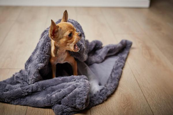 Une protection de canapé pour mon chien : la couverture Cozy - Kasibe