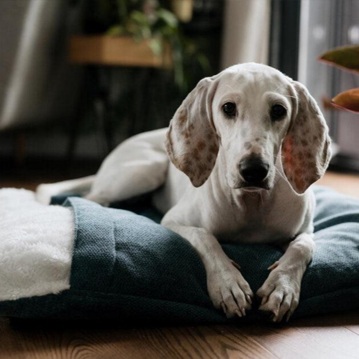 Sac de couchage pour chien - BLISS - Kasibe