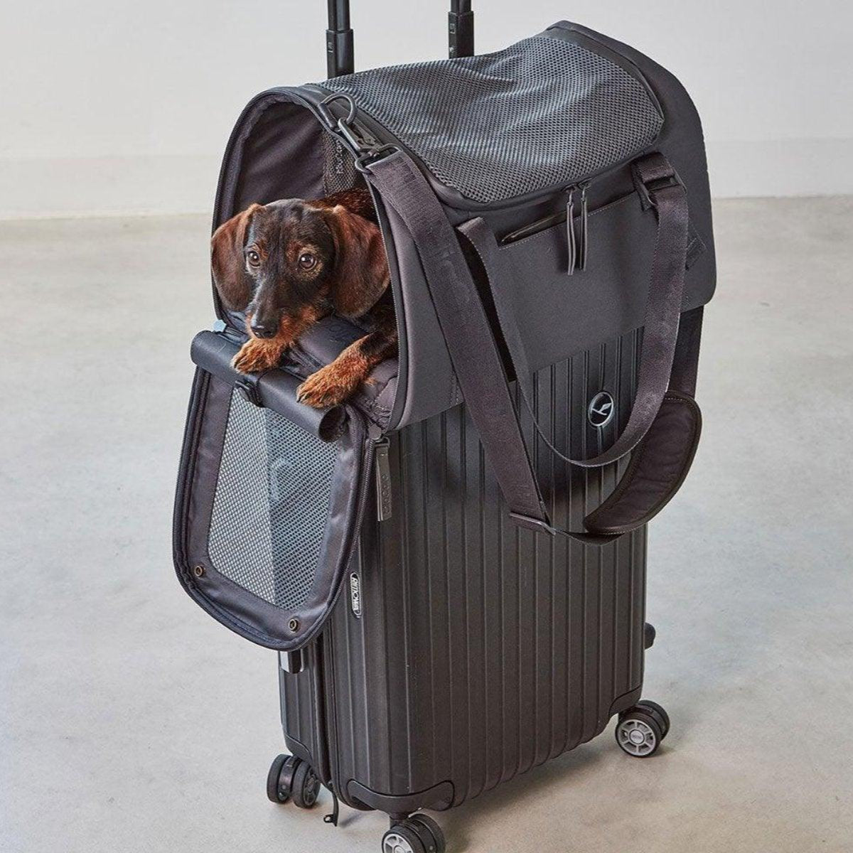 Sac de voyage pour chien ou chat - VOLATA - Kasibe